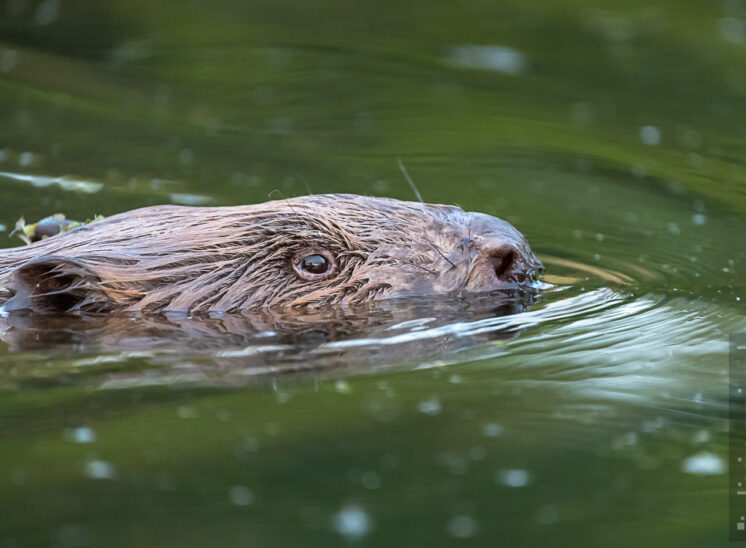 Biber (Beaver)