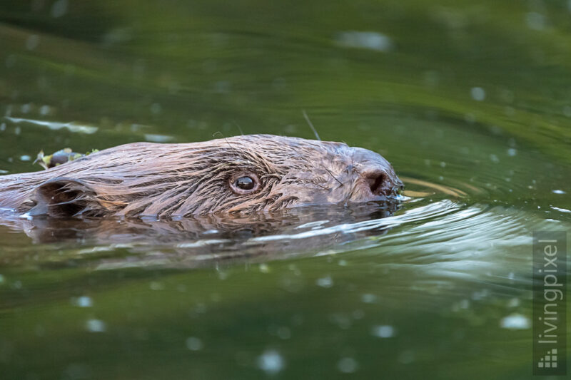 Biber (Beaver)