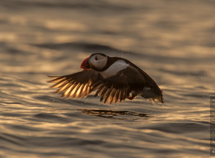 Papageitaucher (Atlantic puffin)