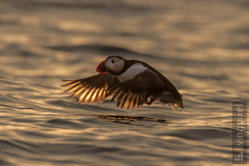 Papageitaucher (Atlantic puffin)