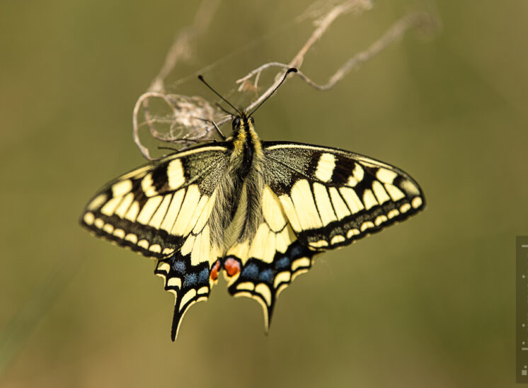 Schwalbenschwanz (Old World swallowtail)