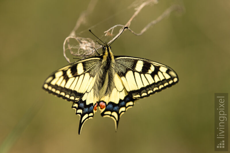 Schwalbenschwanz (Old World swallowtail)