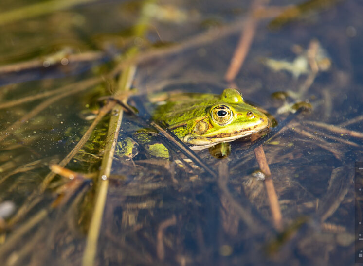 Teichfrosch (Edible frog)