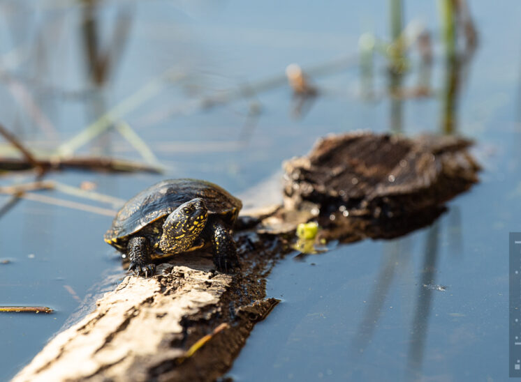 Europäische Sumpfschildkröte (European pond turtle)