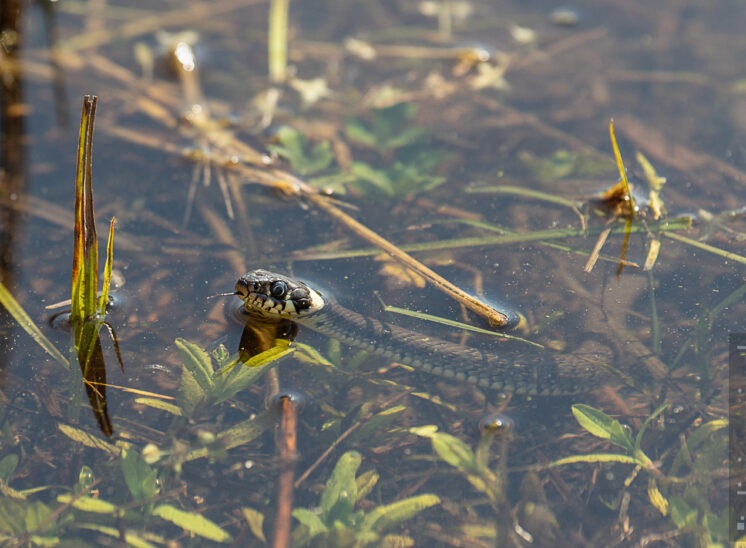 Ringelnatter (Grass snake)