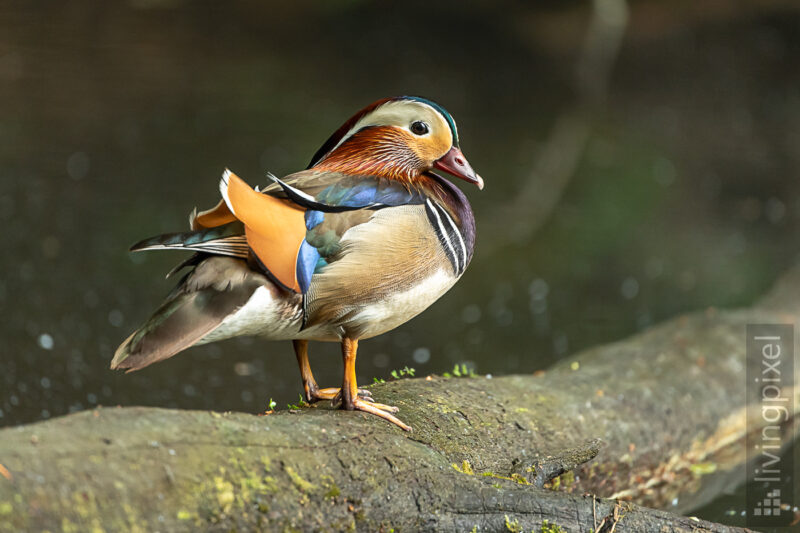 Mandarinente (Mandarin duck)