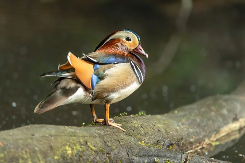 Mandarinente (Mandarin duck)