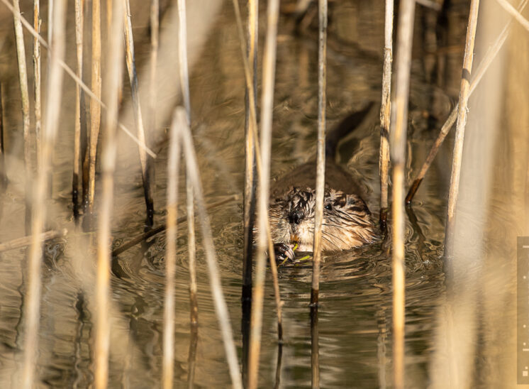 Bisamratte (Muskrat)