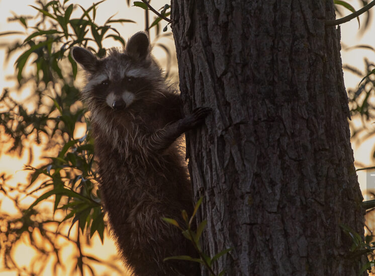 Waschbär (Raccoon)