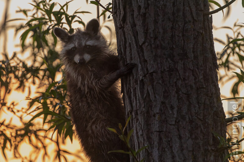 Waschbär (Raccoon)