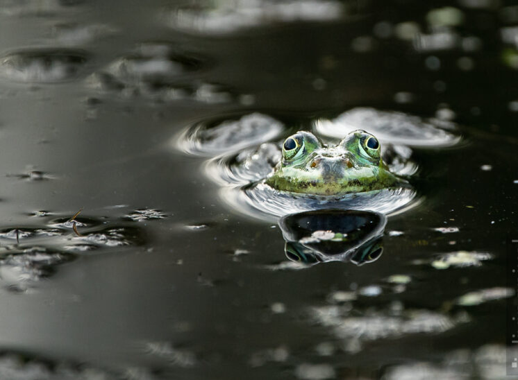 Frosch (Frog)