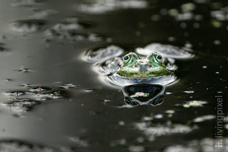 Frosch (Frog)