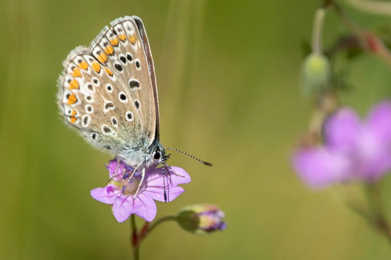 Feuerfalter (Large copper)