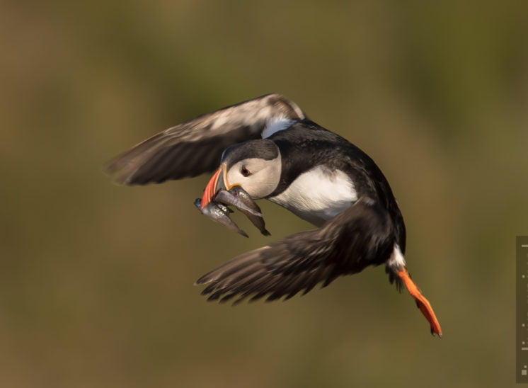 Papageitaucher (Atlantic puffin)