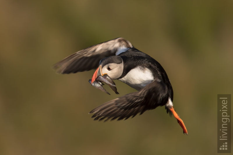 Papageitaucher (Atlantic puffin)