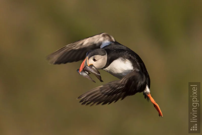 Papageitaucher (Atlantic puffin)
