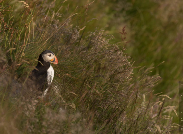 Papageitaucher (Atlantic puffin)