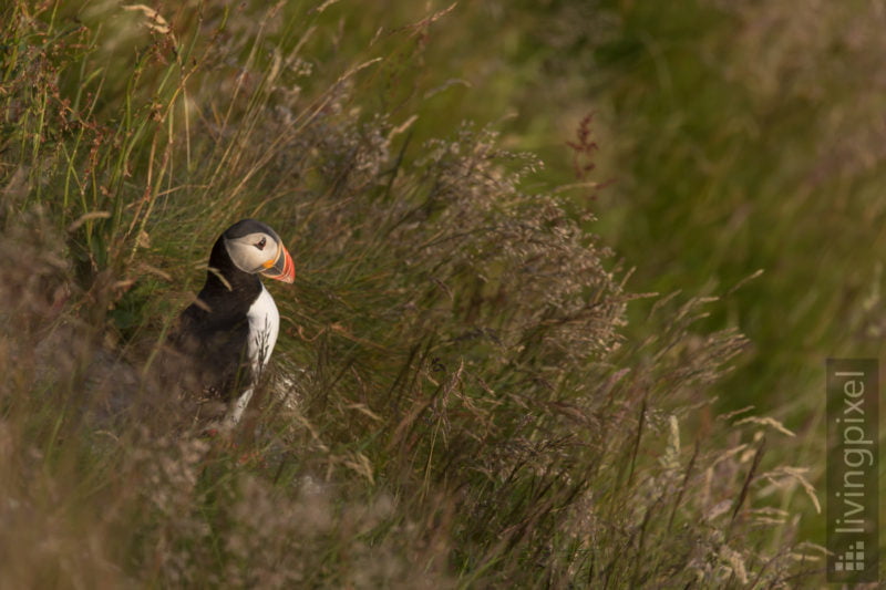 Papageitaucher (Atlantic puffin)