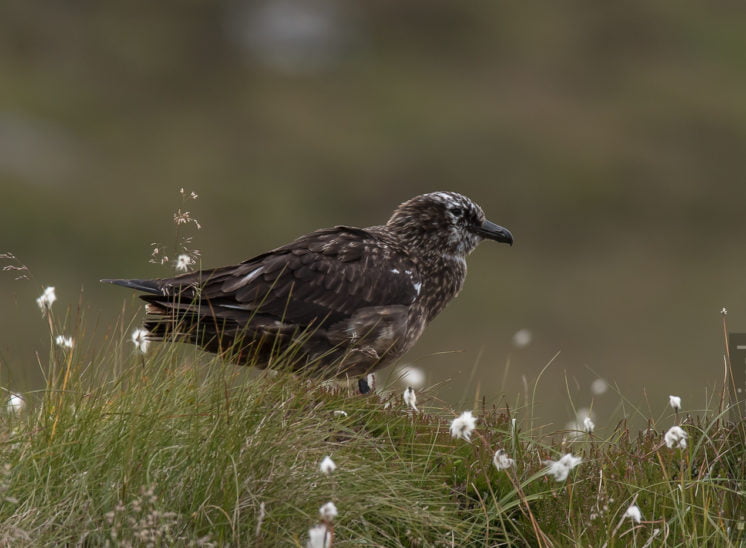 Große Raubmöwe (Great skua)