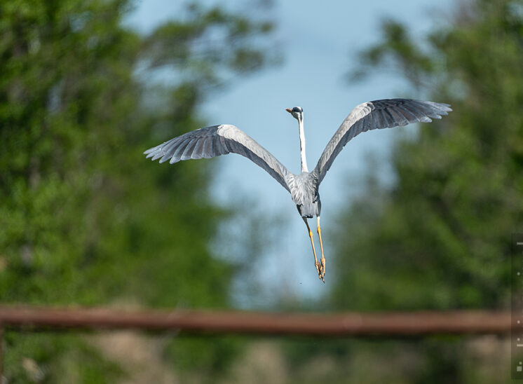 Graureiher (Grey heron)