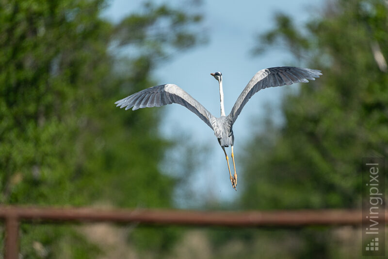 Graureiher (Grey heron)