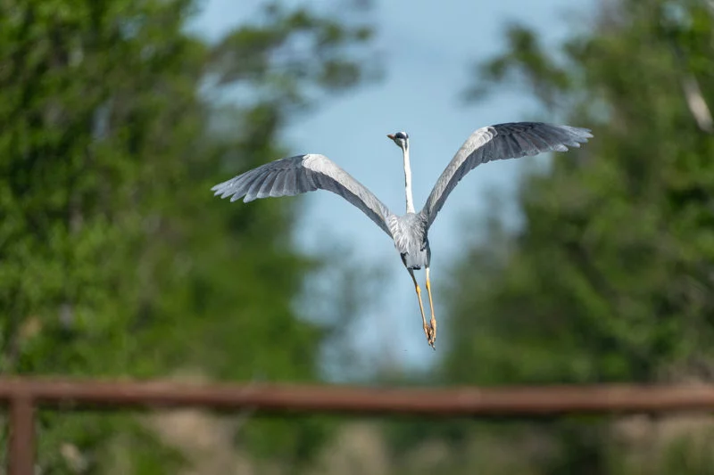 Graureiher (Grey heron)