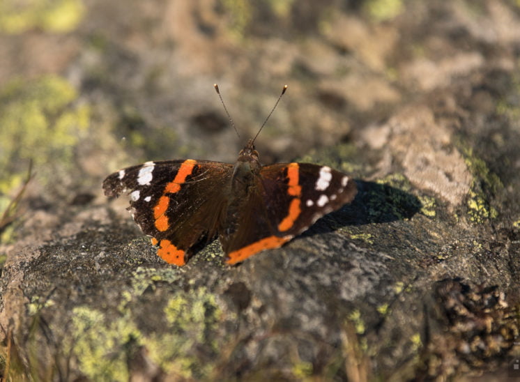 Admiral (Vanessa atalanta)