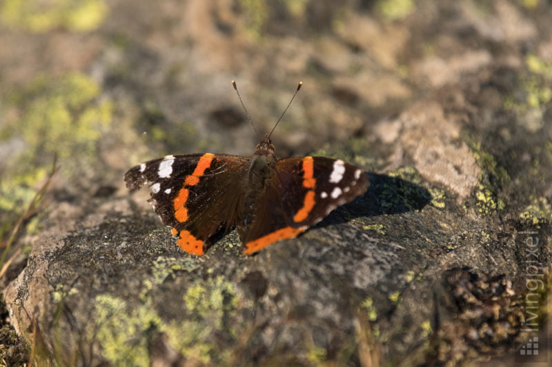 Admiral (Vanessa atalanta)