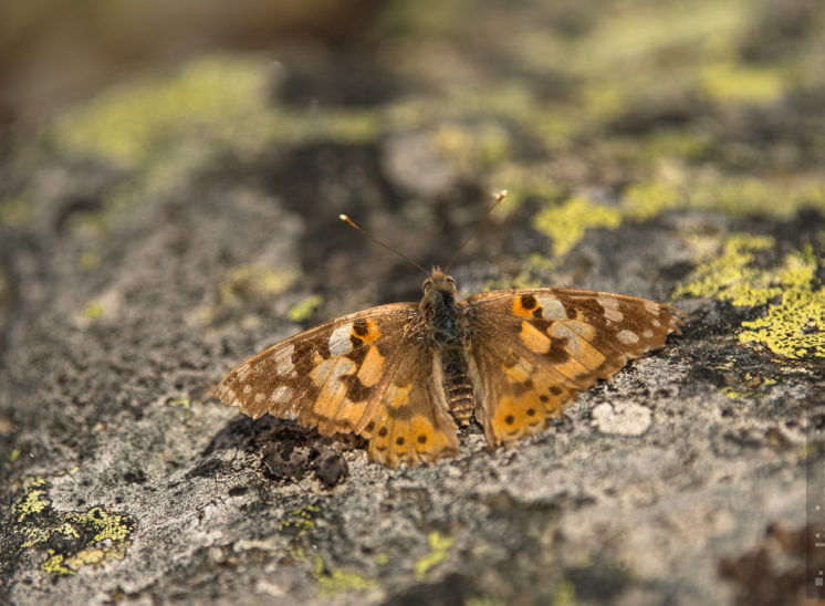 Distelfalter (Vanessa cardui)