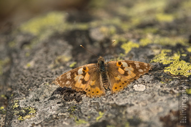 Distelfalter (Vanessa cardui)