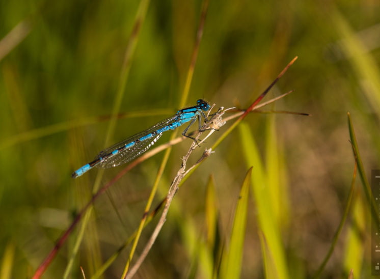 Speer-Azurjungfer (Coenagrion hastulatum)