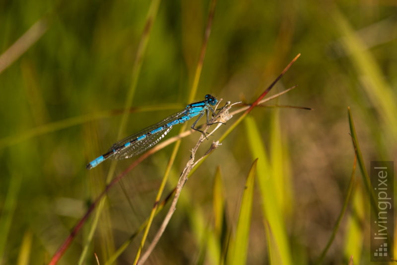 Speer-Azurjungfer (Coenagrion hastulatum)