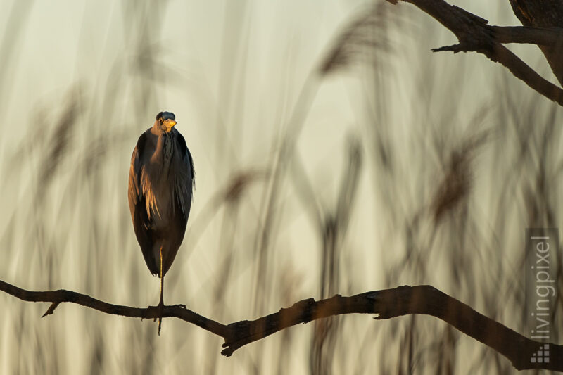 Graureiher (Grey heron)