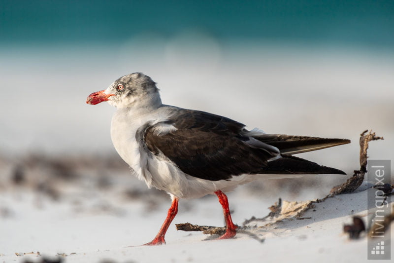 Blutschnabelmöwe (Dolphin gull)