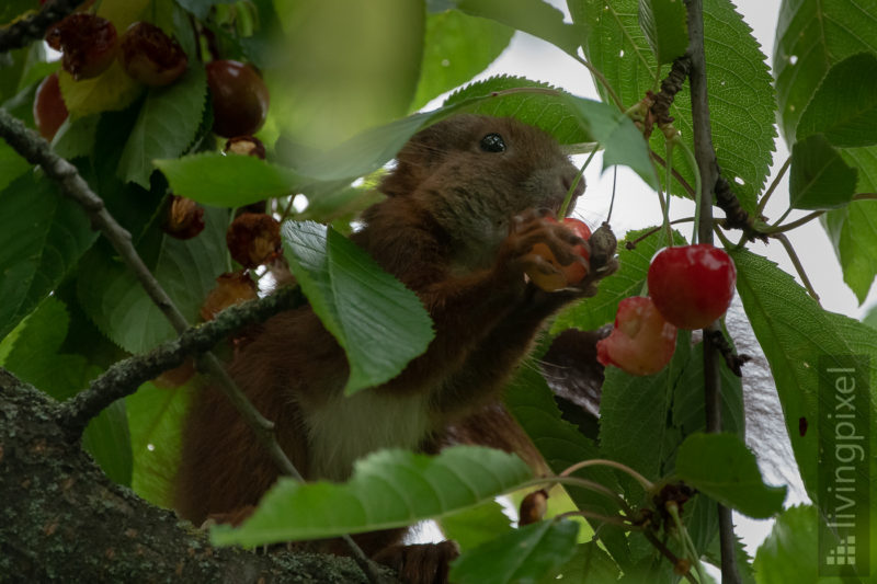 Eichhörnchen (Eurasien red squirrel)