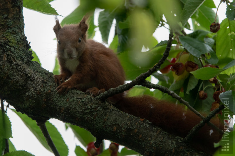 Eichhörnchen (Eurasien red squirrel)