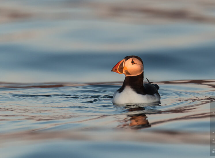 Papageitaucher (Atlantic puffin)