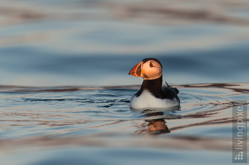 Papageitaucher (Atlantic puffin)