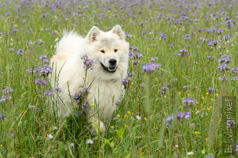 Eurasier