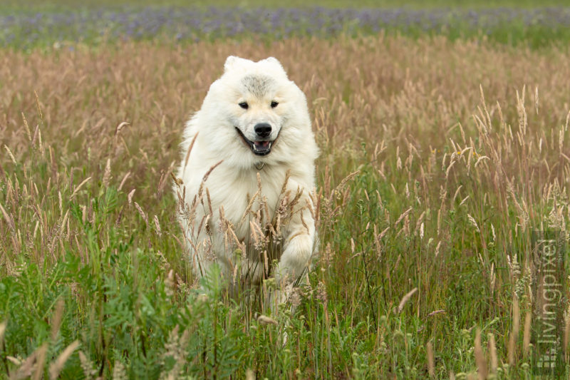 Eurasier