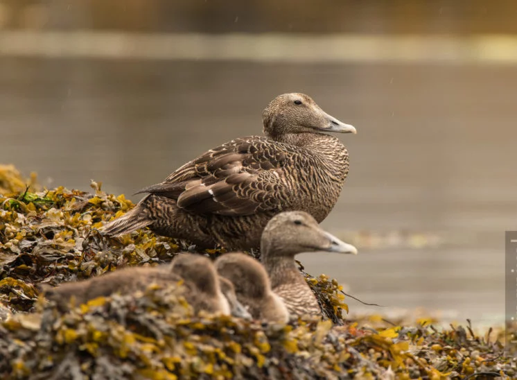 Eiderente (Common eider)