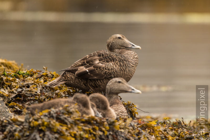 Eiderente (Common eider)