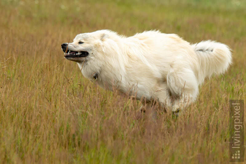 Eurasier