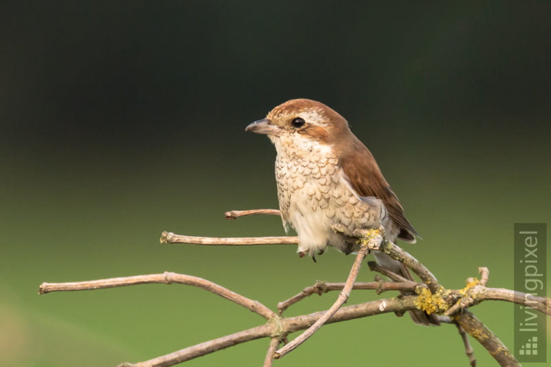 Neuntöter (Red-backed shrike)