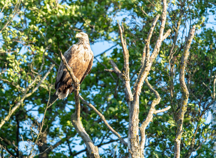 Seeadler (Sea eagle)