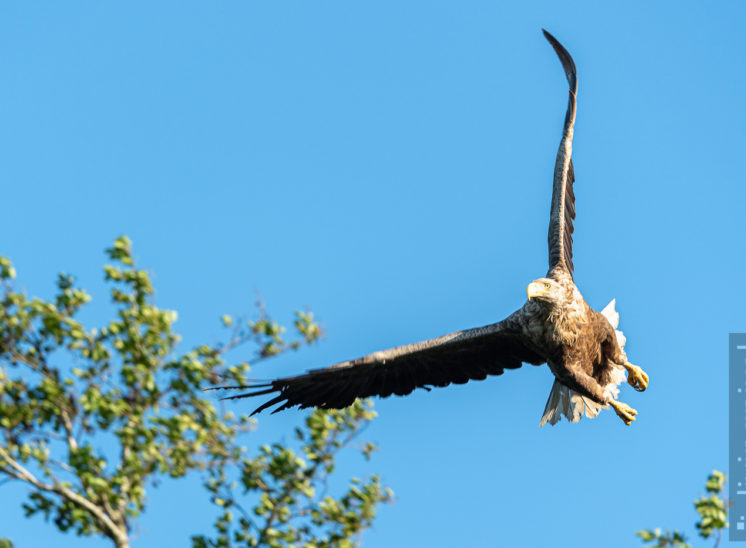 Seeadler (Sea eagle)