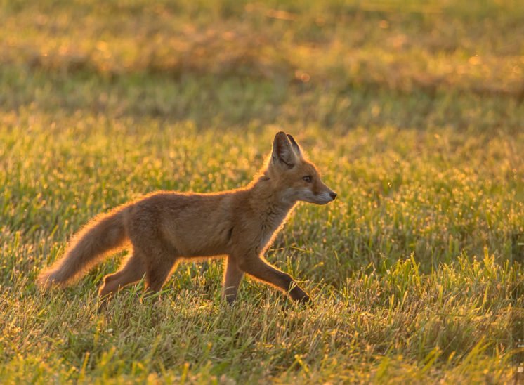 Rotfuchs - Jungtier (Red fox - juvenile)