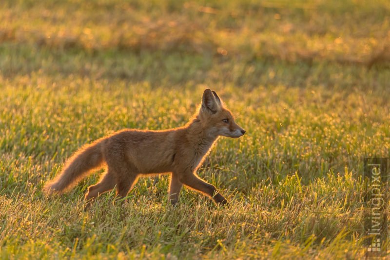 Rotfuchs - Jungtier (Red fox - juvenile)