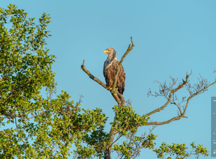 Seeadler (Sea eagle)