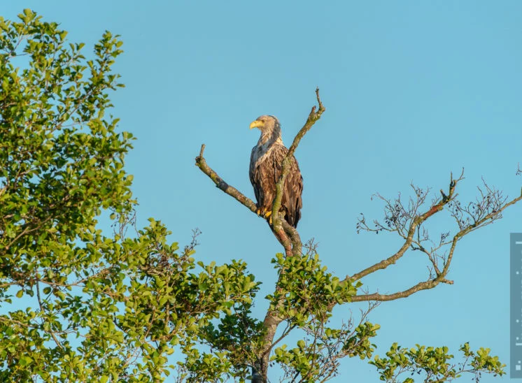 Seeadler (Sea eagle)